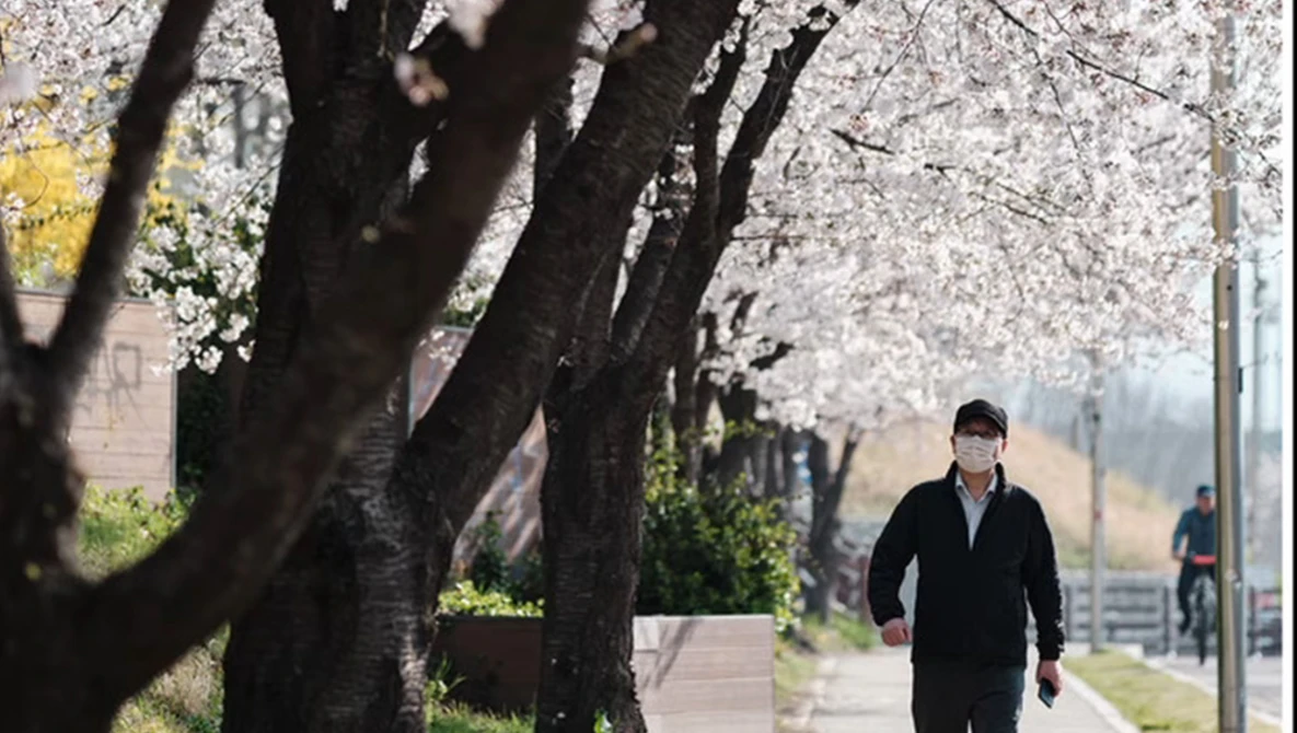 Man in dark jacket walking beneath blooming cherry blossom trees on a tree-lined street.