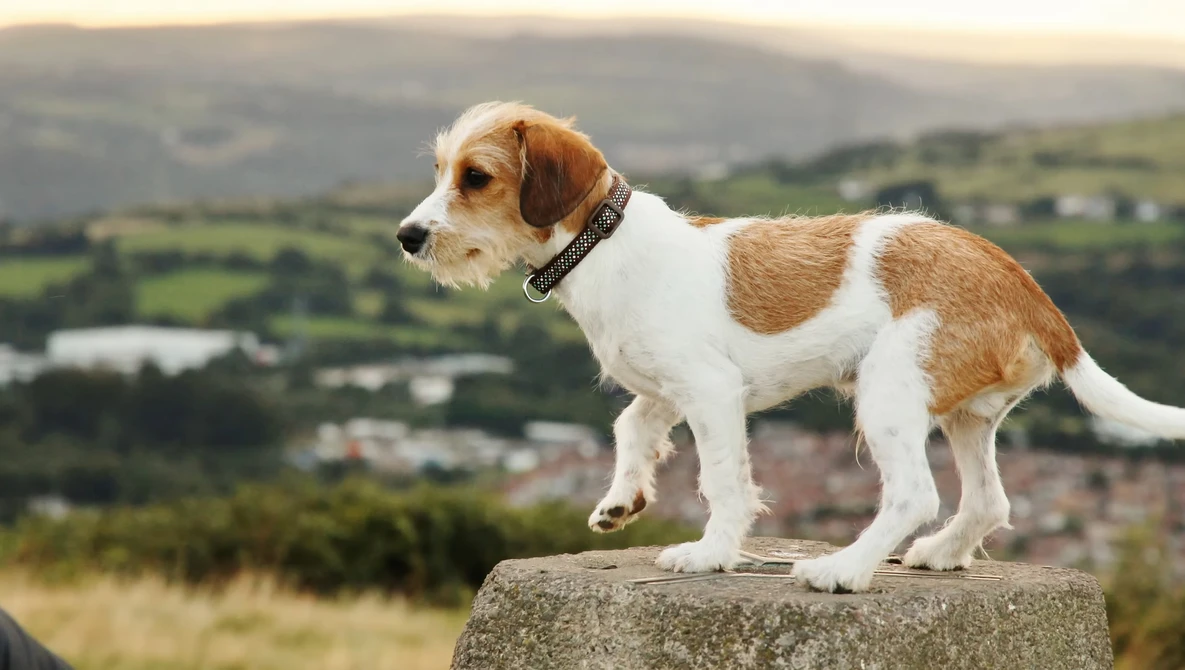 Brown and white dog standing on stone pedestal with rural valley landscape in background.
