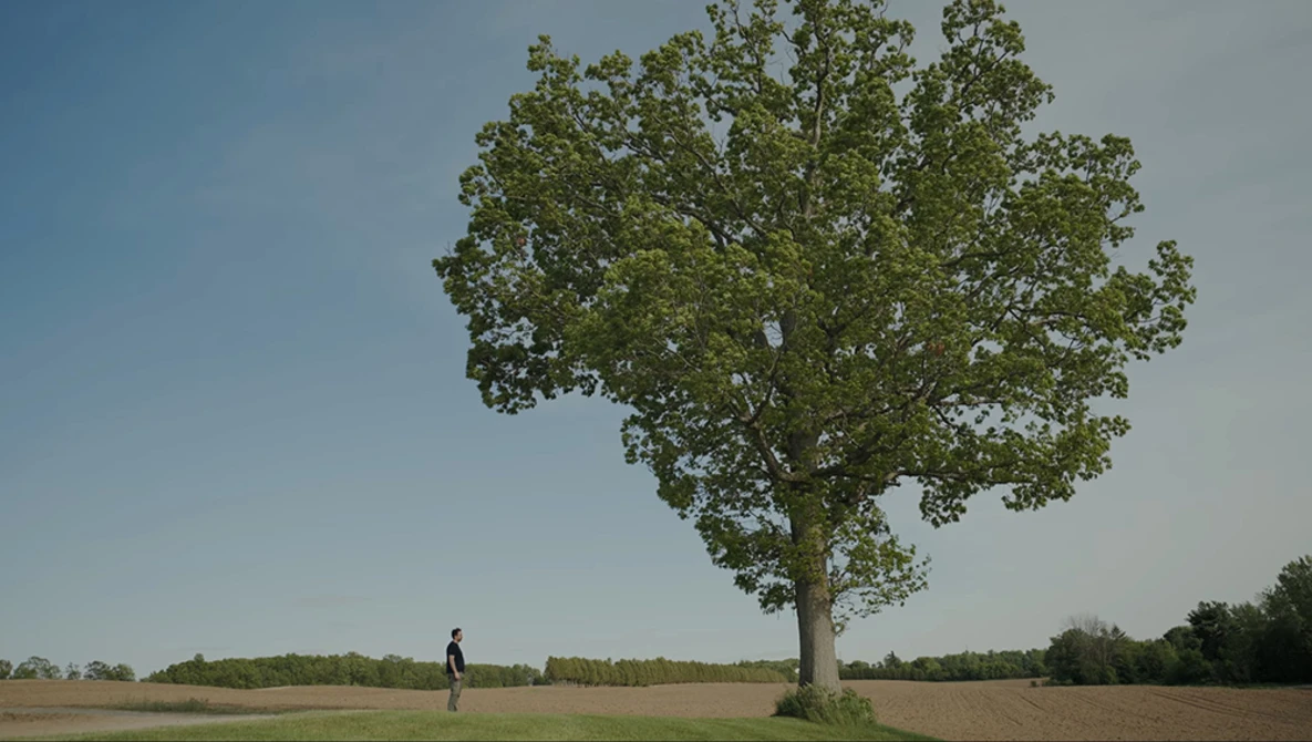 Solitary figure standing in a flat field beside a large, fully leafed oak tree under clear sky.