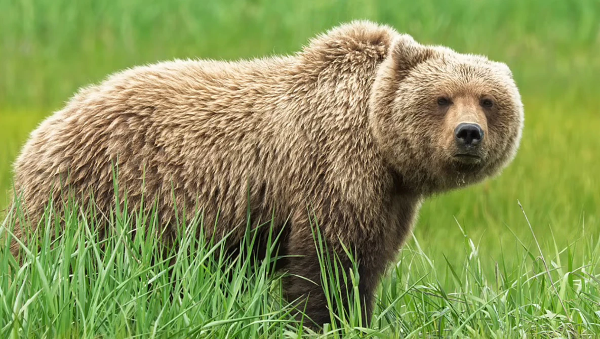 Brown bear standing in grass, looking toward camera with alert expression.