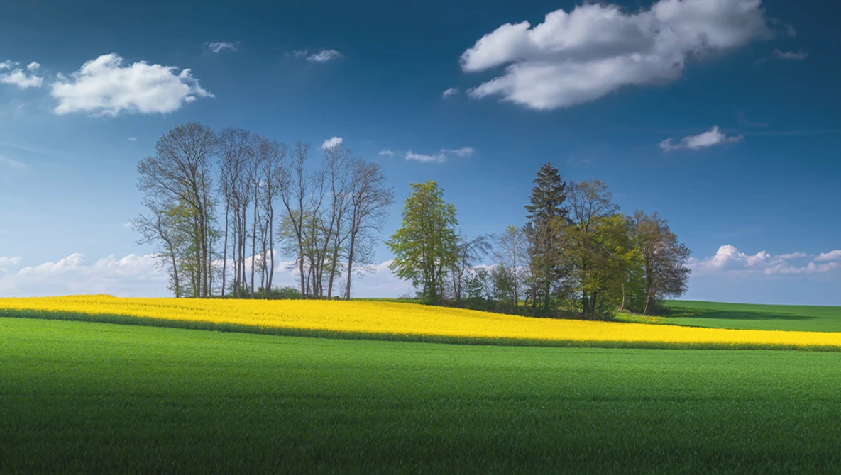 Rolling green field with a bright yellow flower strip and tree line against a blue sky with white clouds.