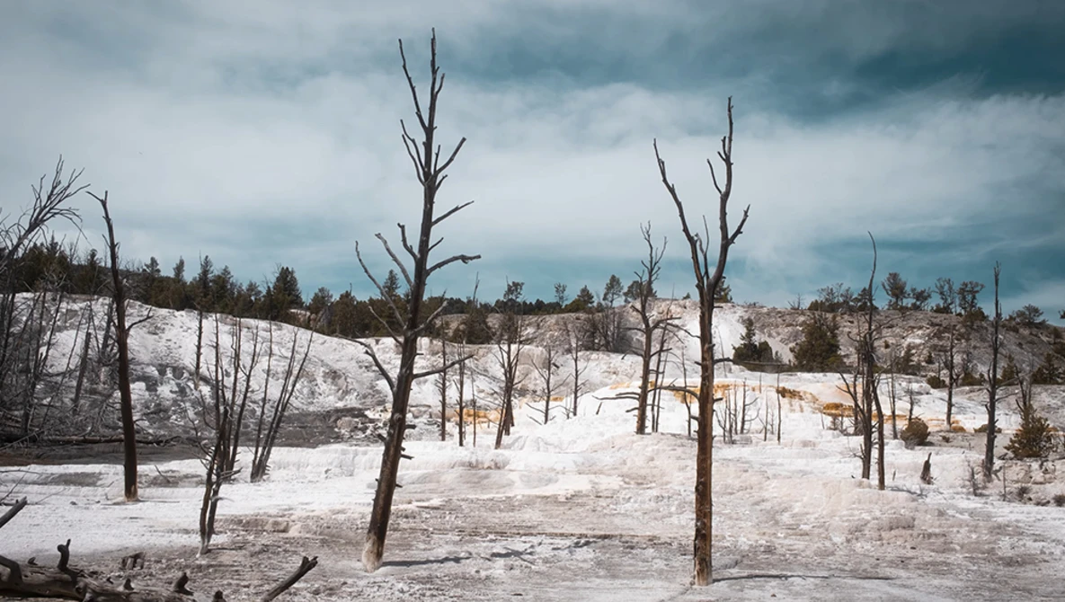 Dead trees standing in a geothermal field with white mineral deposits and stormy sky overhead.