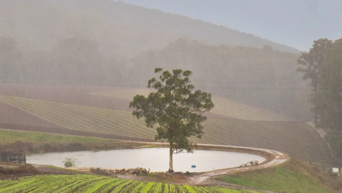 Solitary tree standing in a pond surrounded by cultivated farmland and forested hills shrouded in mist.
