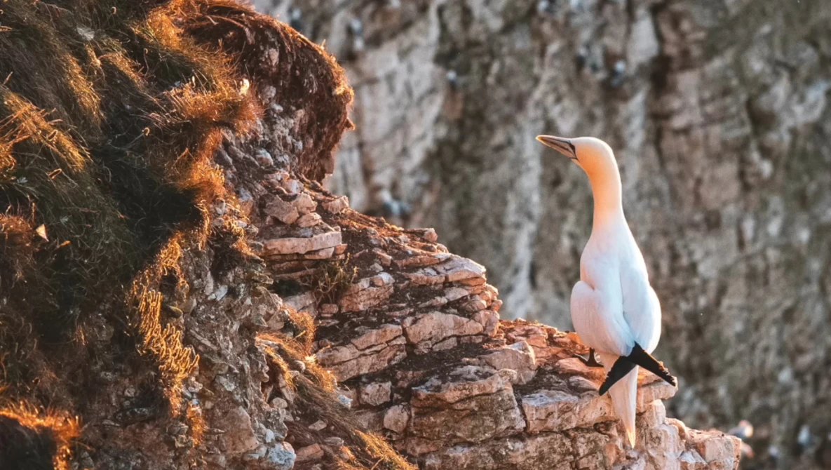 White bird with orange-peach coloring perched on lichen-covered rocky outcrop.