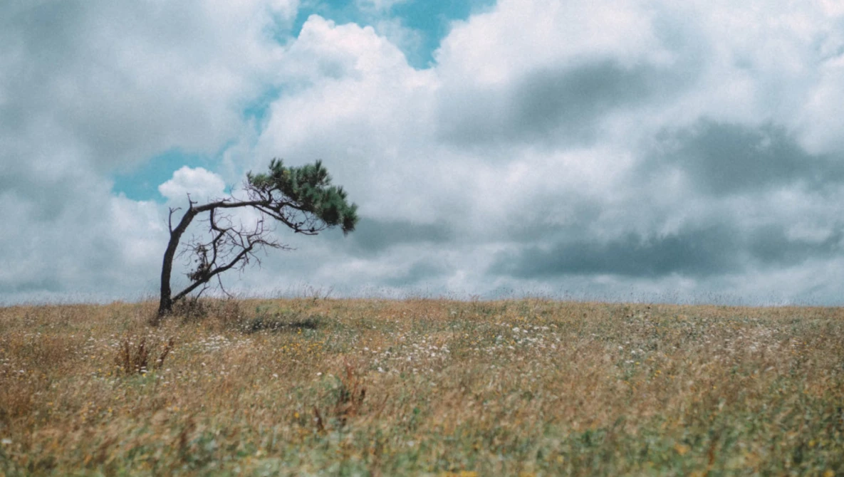 Solitary windswept tree with sparse foliage leaning in an open field under dramatic cloudy sky.