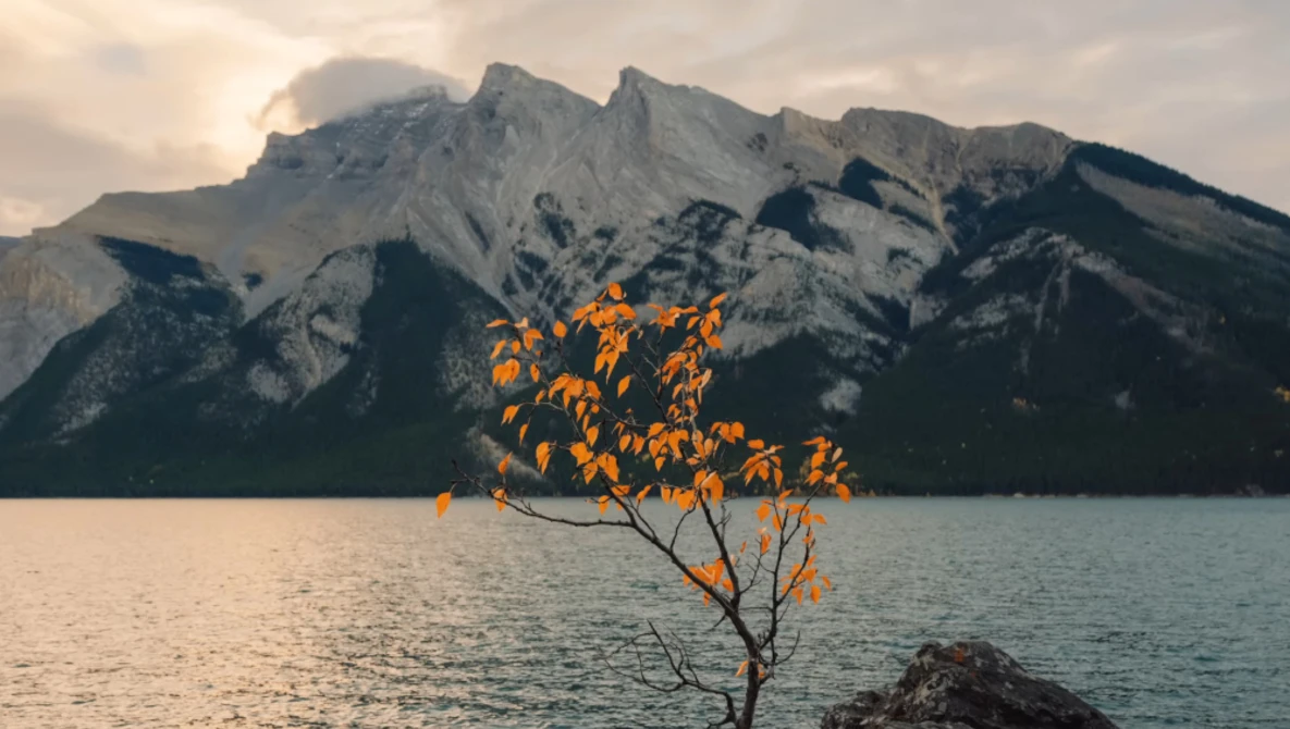 A bare tree with golden-orange autumn foliage stands in shallow water, with a dramatic snow-capped mountain rising behind an alpine lake.