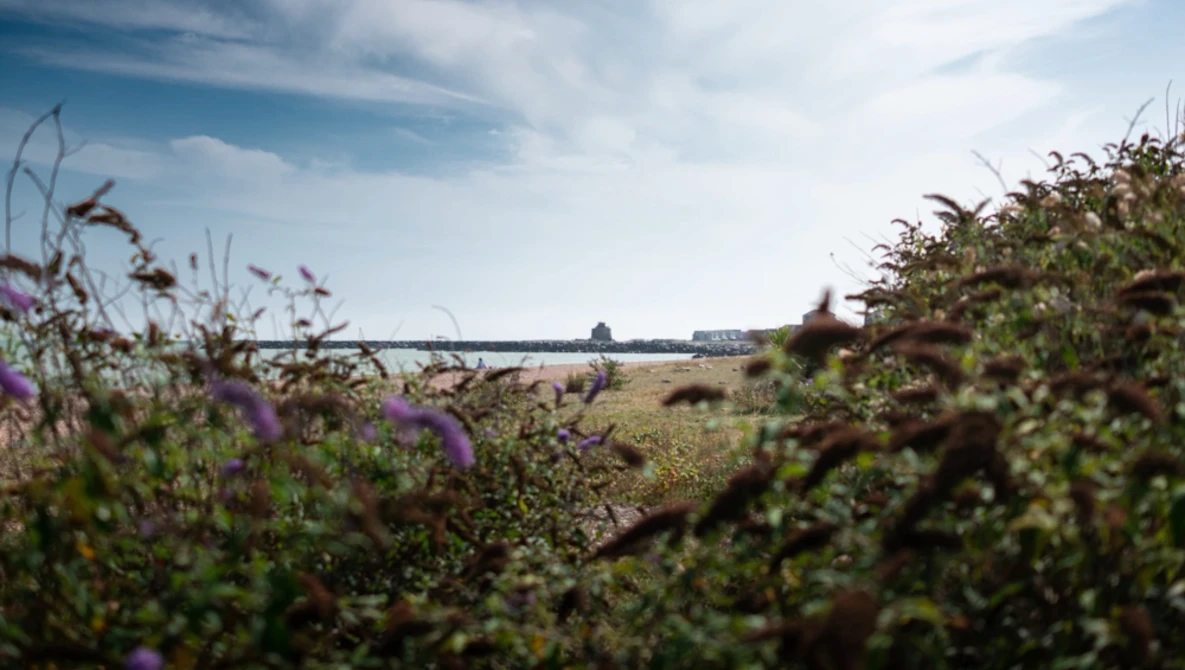 Purple wildflowers in soft focus foreground with expansive agricultural field and distant tree line under partly cloudy sky.
