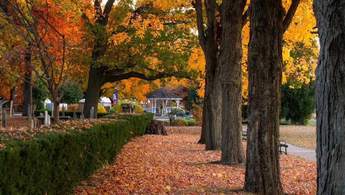 Tree-lined autumn pathway covered with fallen leaves, with golden foliage overhead and residential buildings visible in the distance.