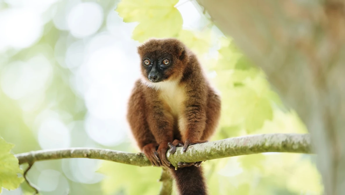 Brown and cream-colored lemur perched on a lichen-covered branch, looking directly at camera.