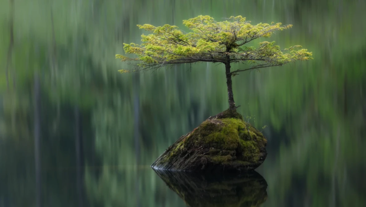 Small tree with bright yellow-green foliage growing from a moss-covered rock in still water, surrounded by blurred green forest.