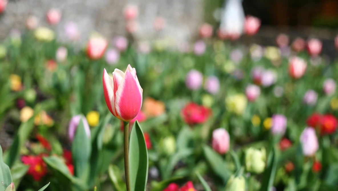 Pink and white tulip in sharp focus with blurred tulips and stone wall behind.
