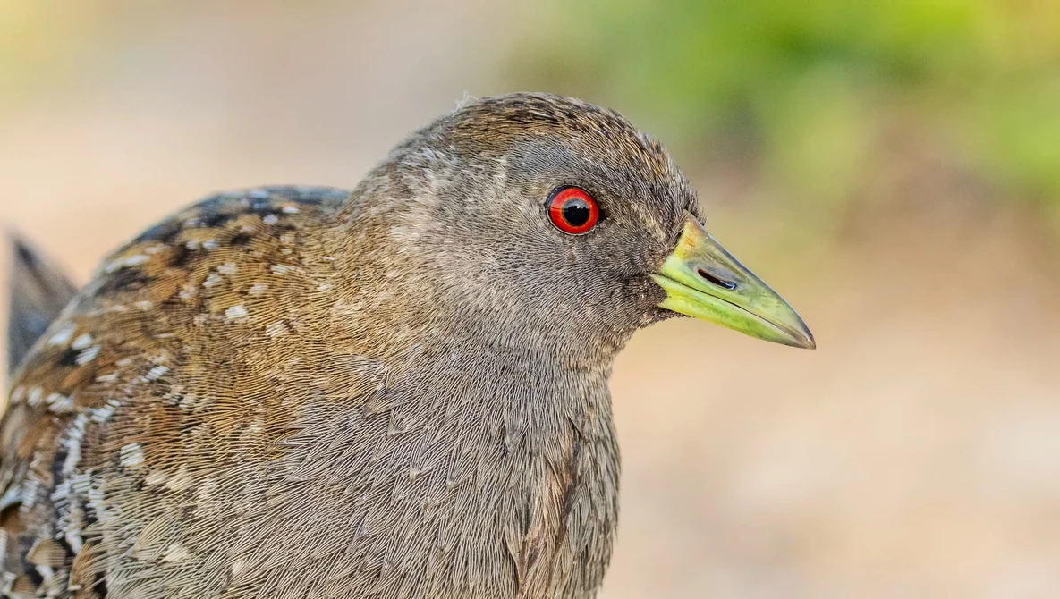 Close-up portrait of a speckled gray bird with red eye and yellow-green beak in sharp focus.