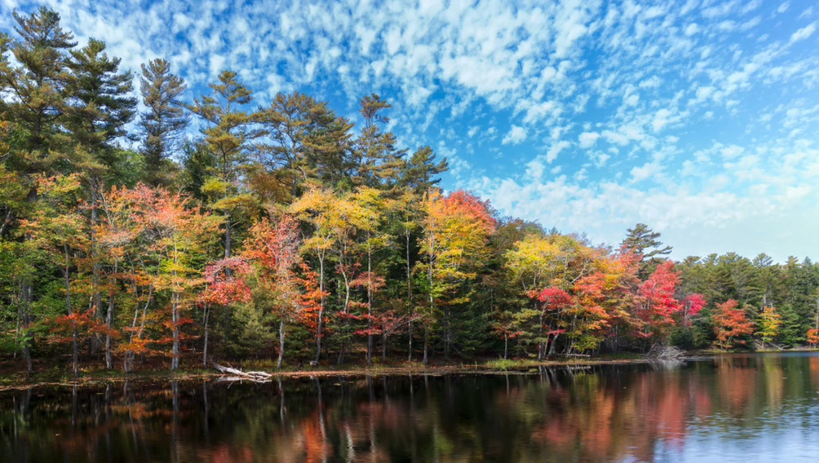 Autumn forest reflected in still water, showing vibrant red and yellow foliage mixed with evergreens under clear blue sky.