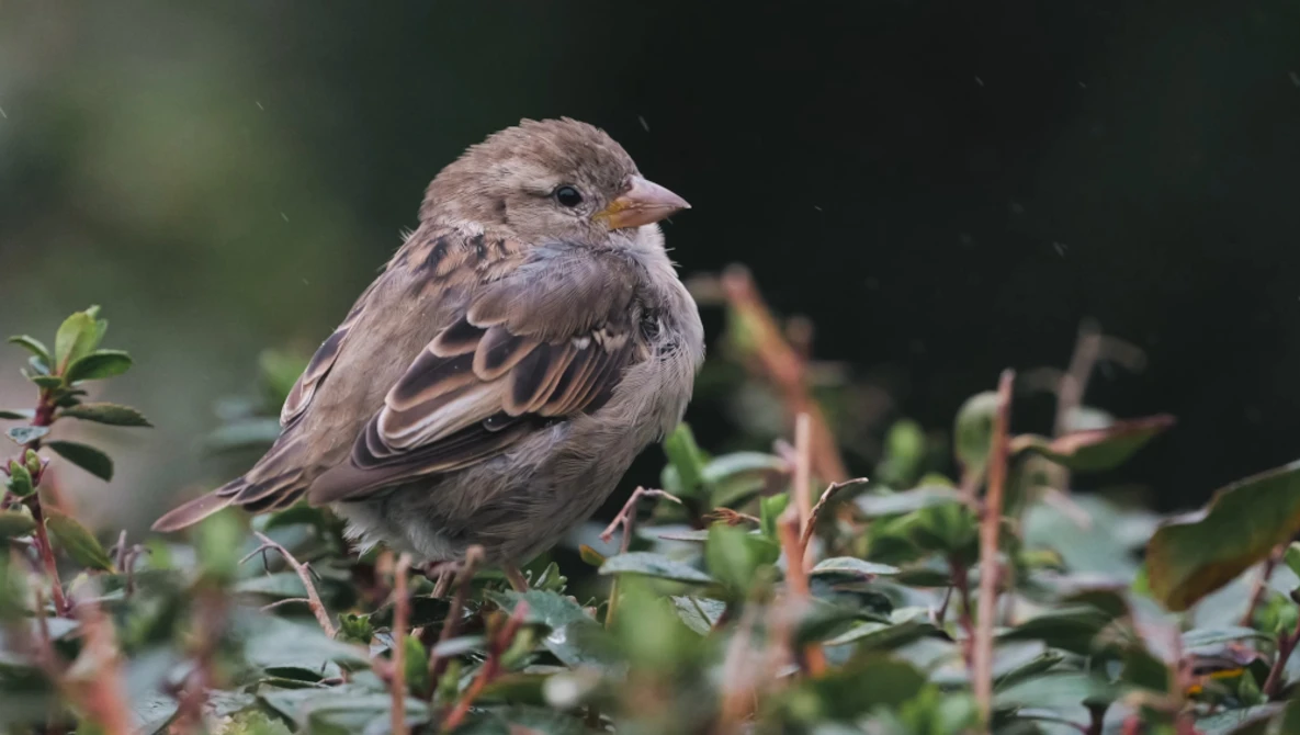 Small gray and tan songbird perched on green foliage with blurred dark background.