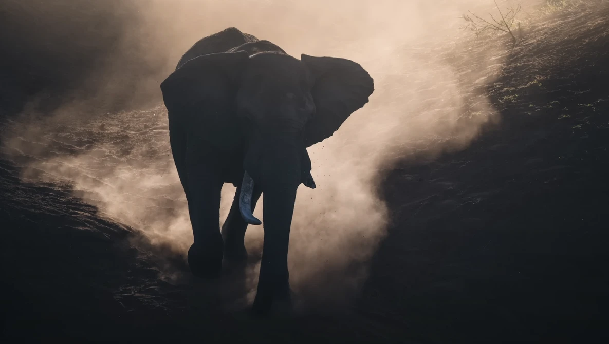 Silhouetted elephant walking through dust clouds in backlighting.
