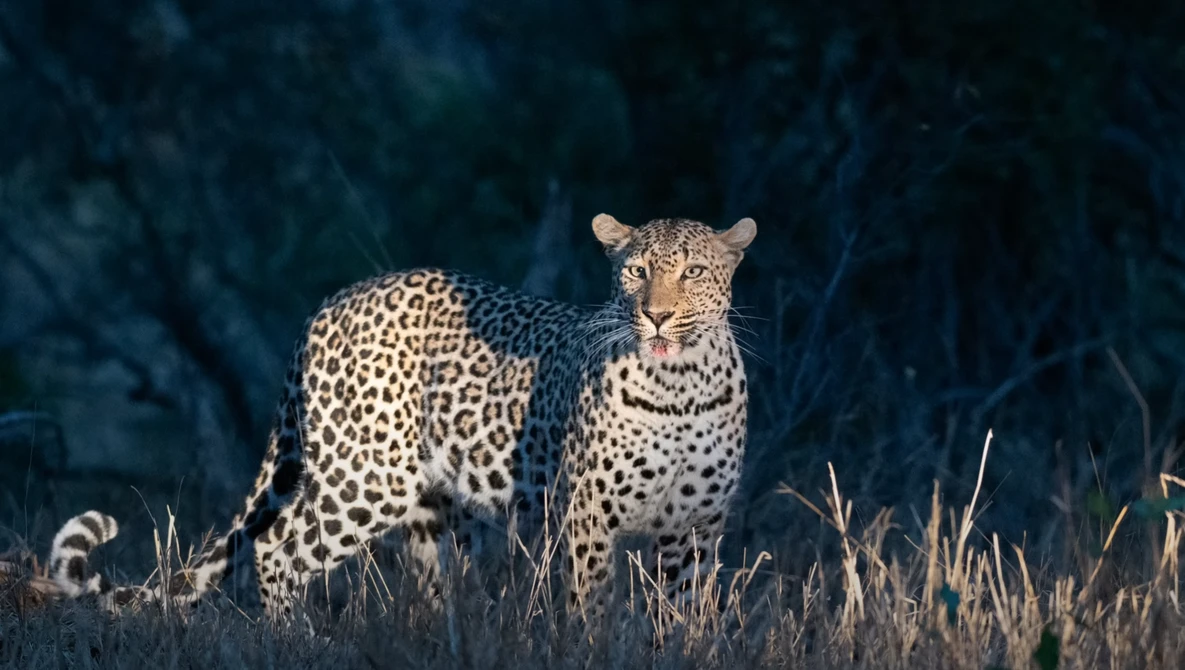 Leopard standing in dry grass at dusk, looking toward camera with alert expression.