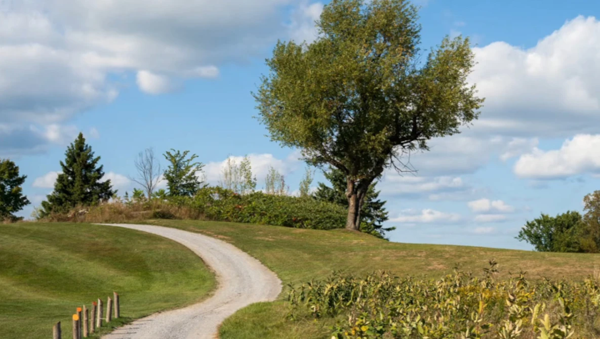 Winding gravel path through rolling green hills with a gnarled tree and distant treeline under partly cloudy sky.