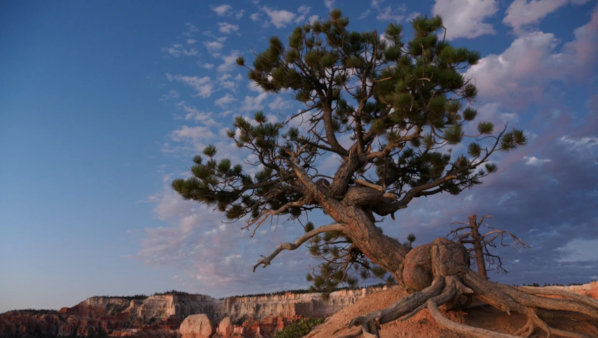 Gnarled Joshua tree with twisted trunk growing from red rock formation against blue sky.
