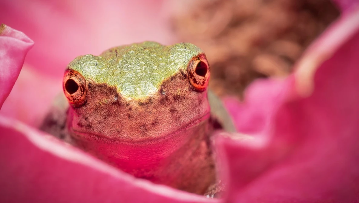 Close-up of a small reptile with golden-yellow head and deep pink-red body resting among vibrant pink flowers.