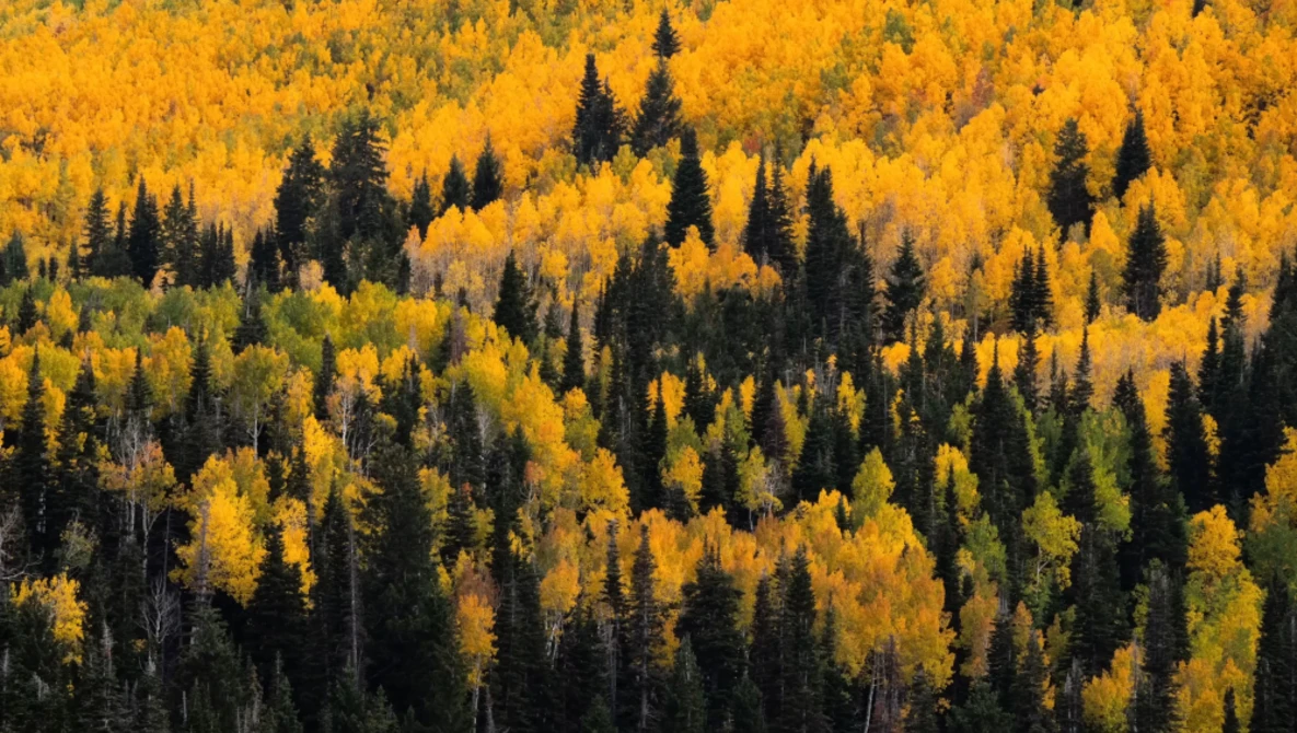 Dense mixed forest in autumn with golden larch trees interspersed among dark evergreen conifers.