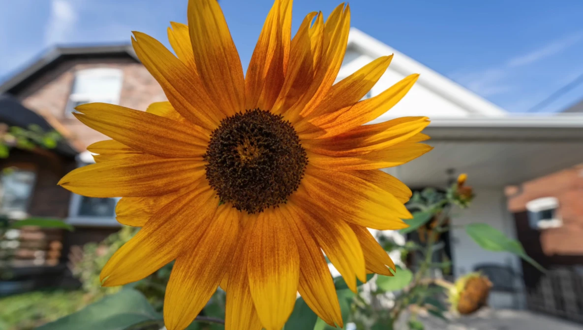 Golden sunflower in sharp focus with dark seed center, residential house blurred in background.