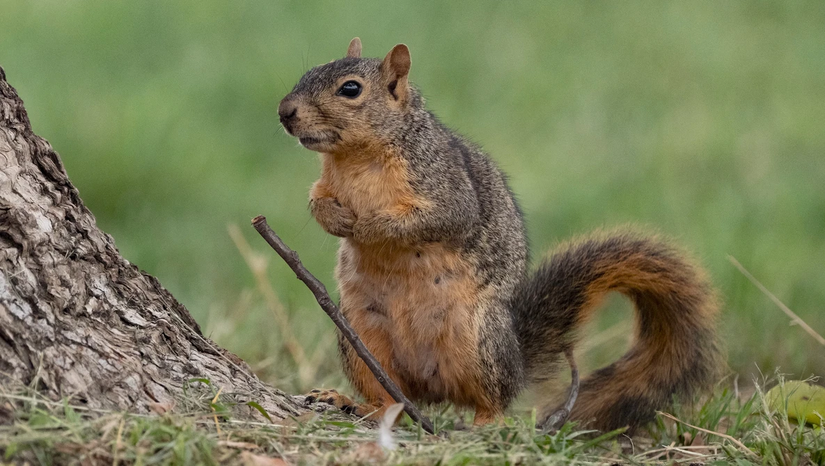 Fox squirrel perched upright beside a tree trunk in grass.