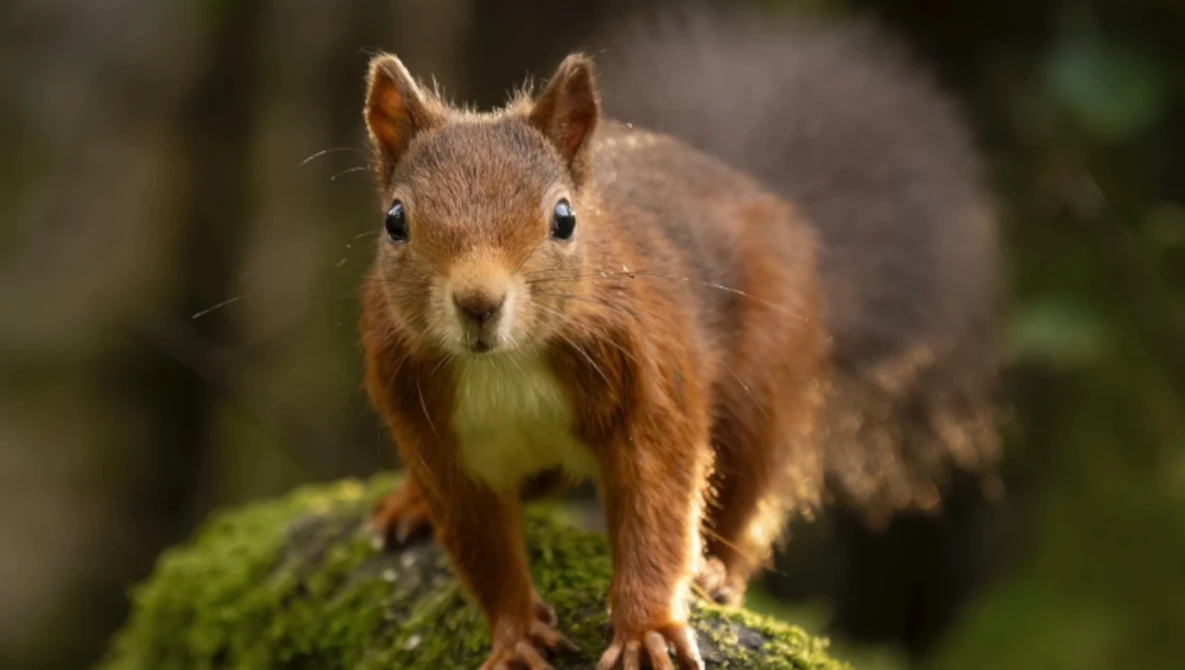 Red squirrel standing on moss-covered log, facing camera with alert posture.