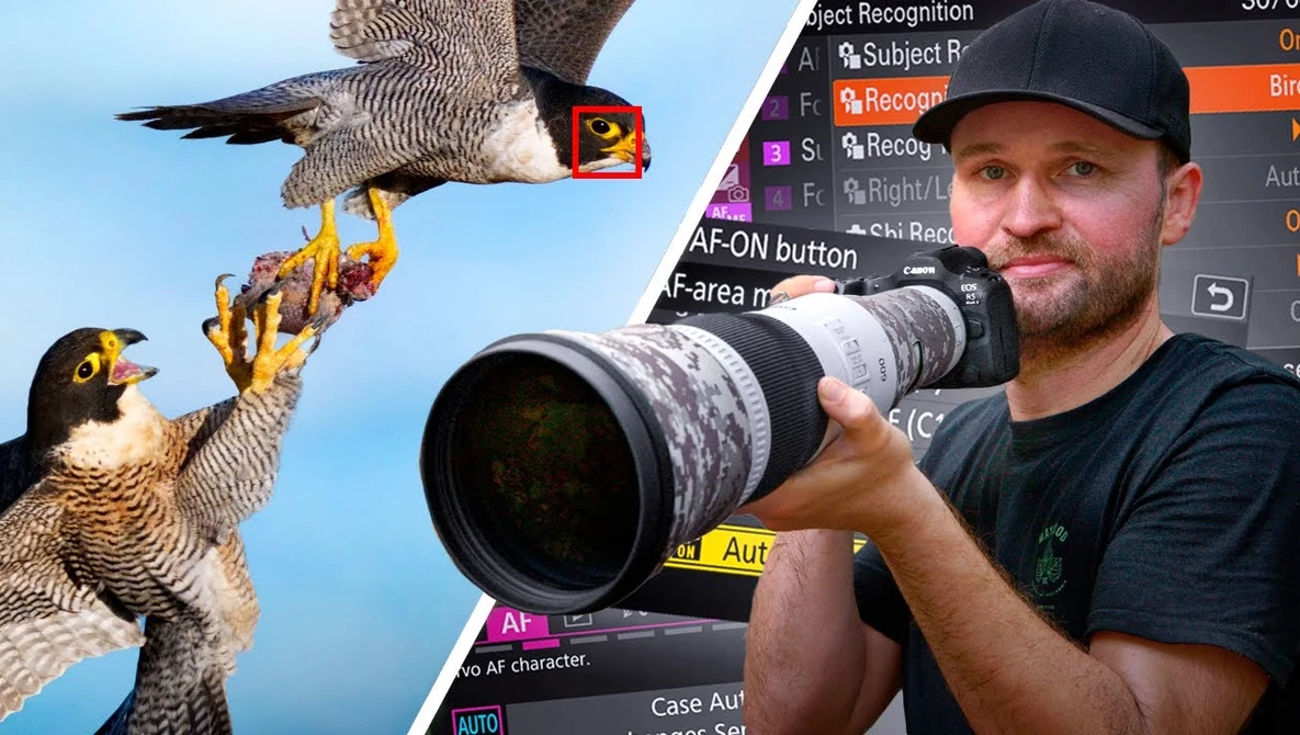 Photographer holding telephoto lens with peregrine falcons in flight above against blue sky.