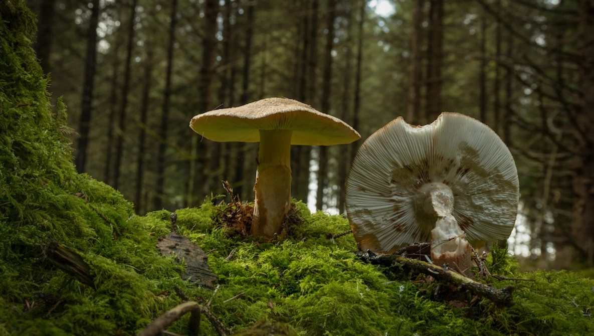 Two mushrooms growing on vibrant green moss in a coniferous forest.