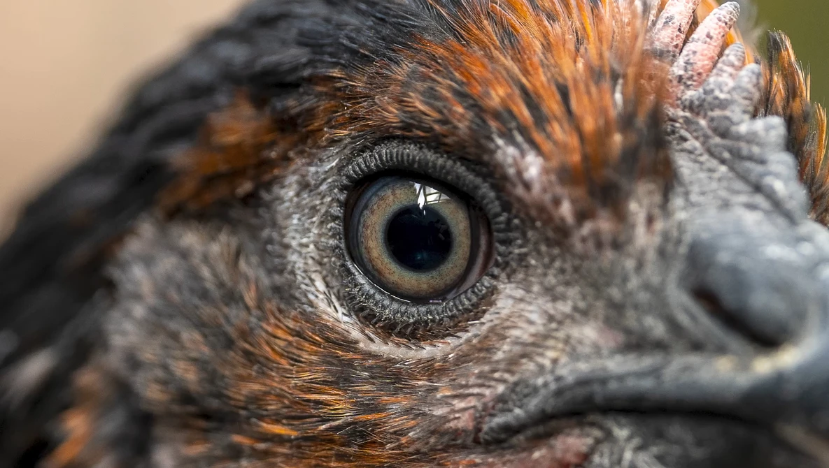 Close-up of a bird's head showing a large, round eye with golden iris and dark pupil, surrounded by gray and orange-brown feathers.