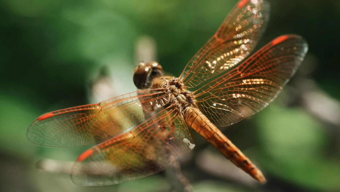 Brown and orange dragonfly perched on a thin branch with detailed wing texture visible.