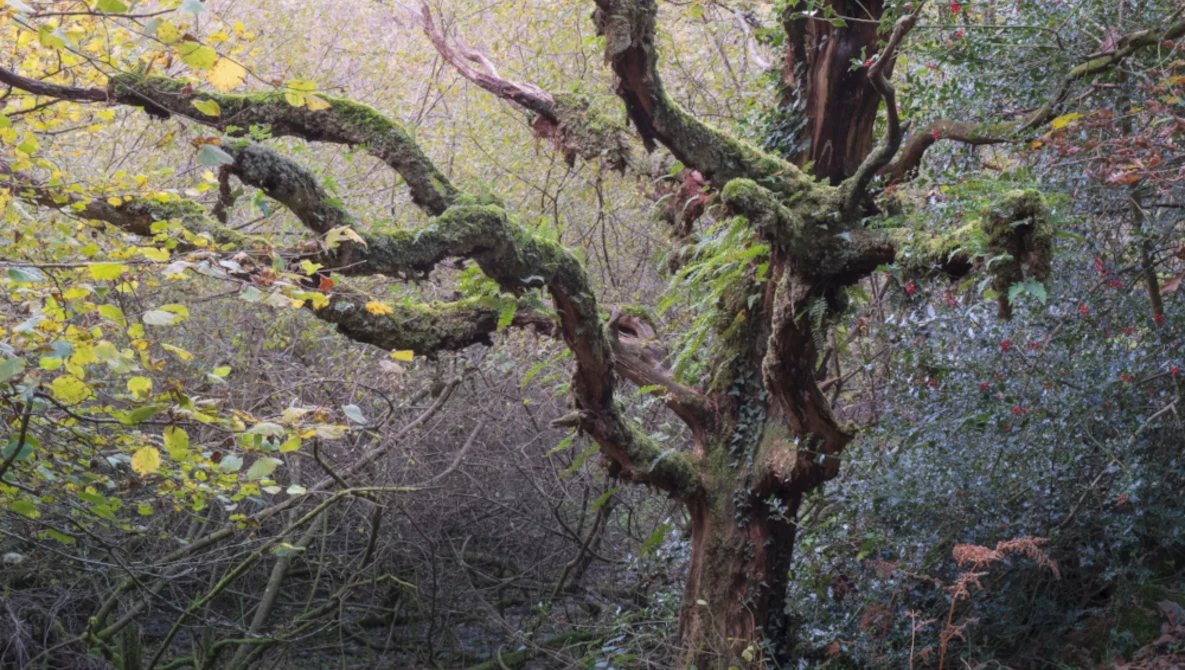 Moss-covered tree trunk with gnarled branches in misty woodland surrounded by evergreen foliage.