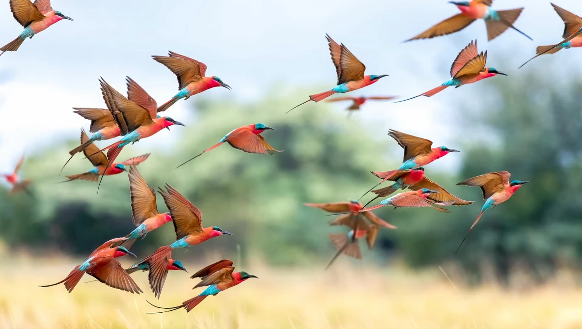 Flock of colorful bee-eaters in flight against a blurred natural background.