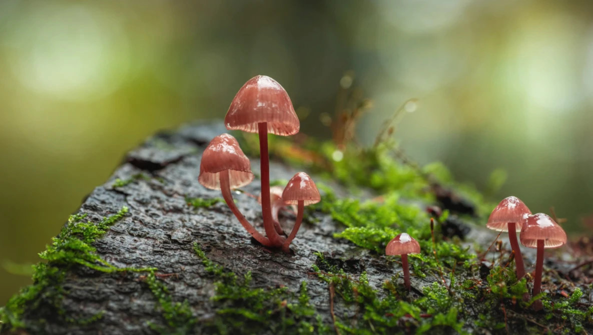 Cluster of delicate reddish-brown mushrooms sprouting from moss-covered log.