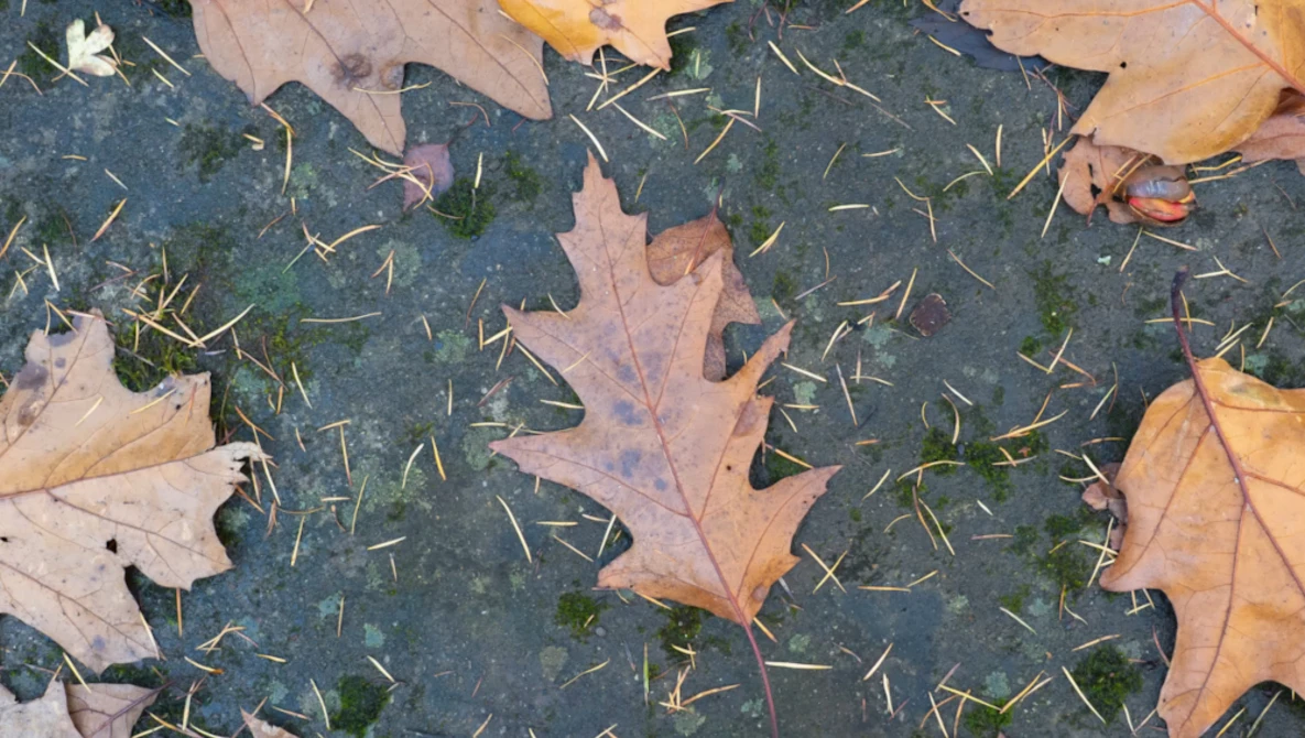 Fallen autumn leaves and moss on dark pavement with selective focus on leaf details.