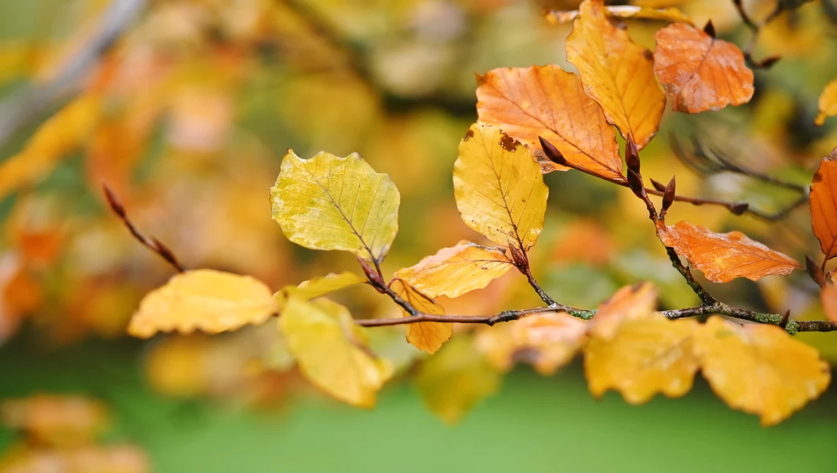 Branch with autumn leaves transitioning from yellow to orange and red against a soft green blurred background.