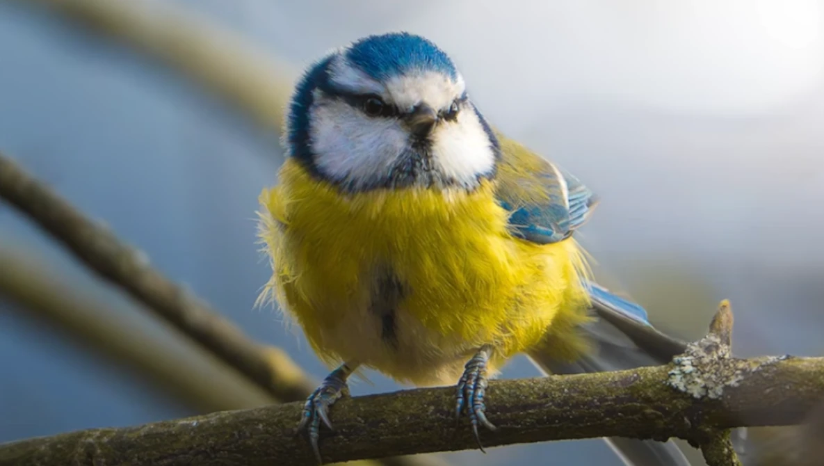 Blue tit perched on a wooden branch, with bright yellow underparts and blue-gray head markings.
