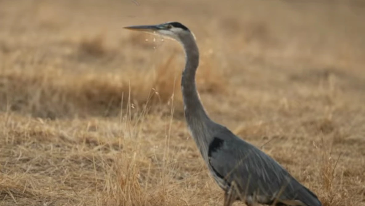 Great Blue Heron standing in dry grass and sandy ground, photographed in profile.