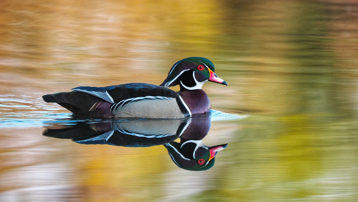 Wood duck floating on water with mirror reflection, showing distinctive male plumage and coloring.