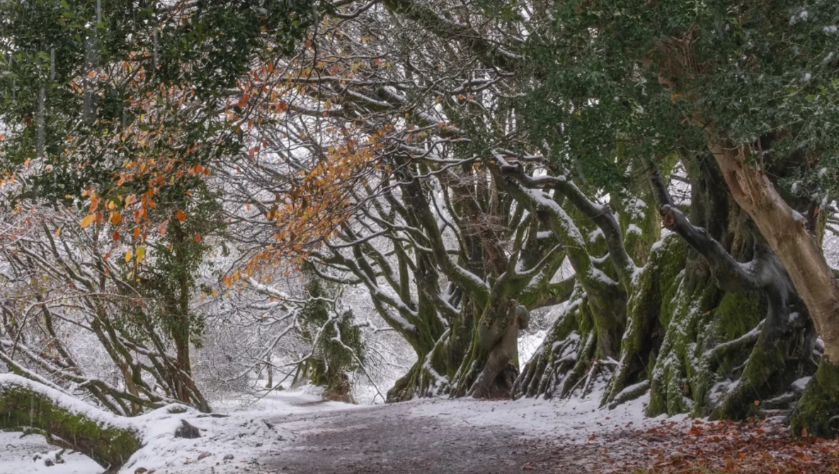 Gnarled trees with moss-covered trunks lining a snowy path through a winter forest.