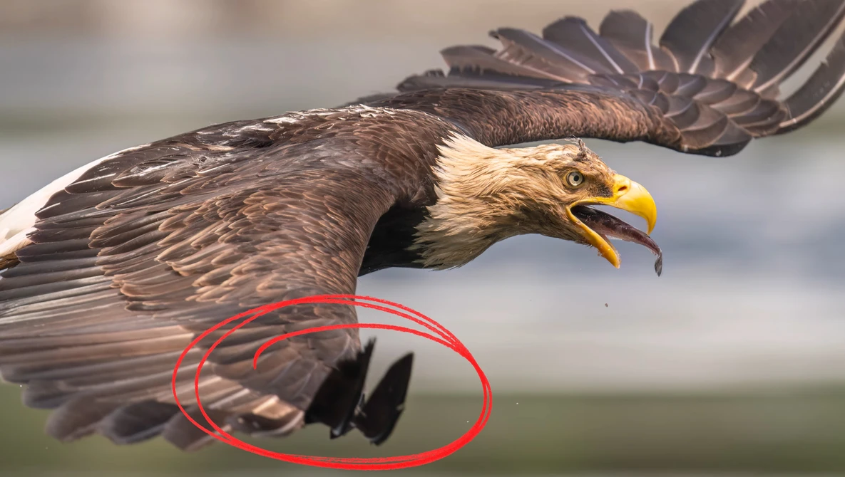 Bald eagle in flight with talons extended, circled area highlighting detail of feet.