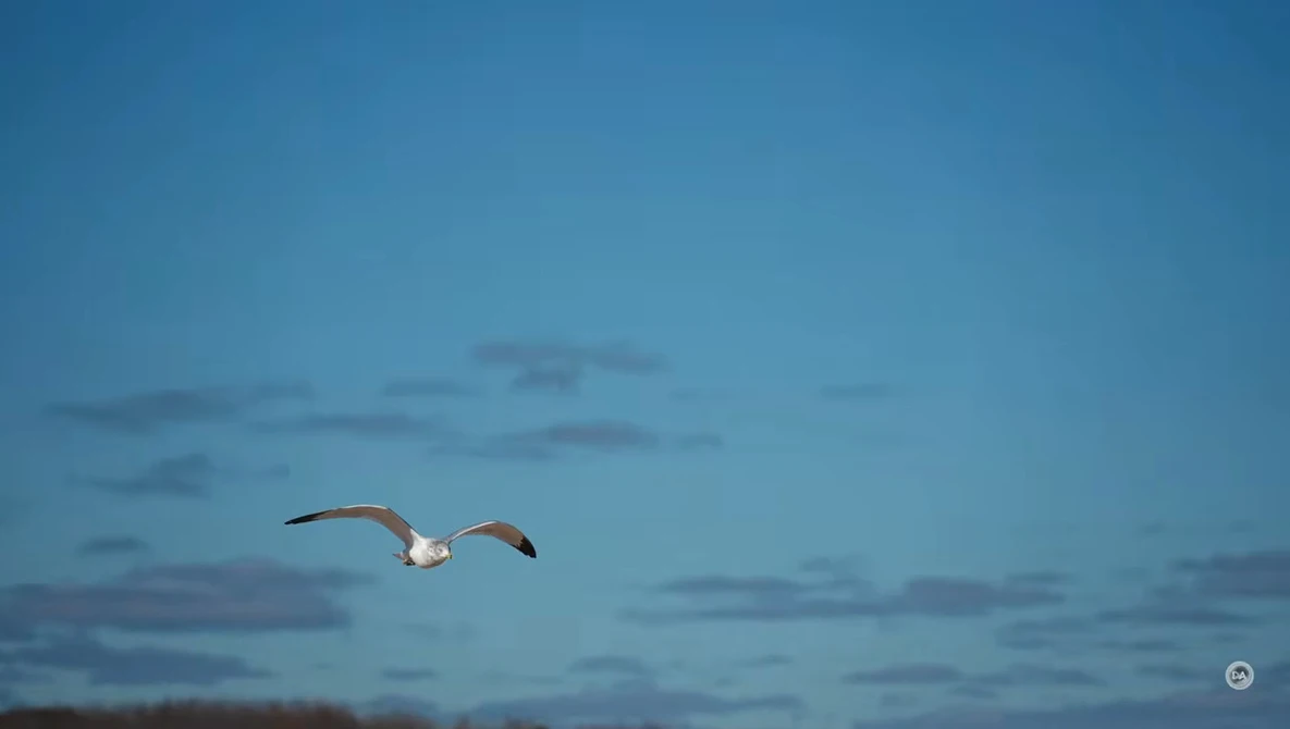 Two seagulls in flight against a blue twilight sky with scattered clouds.