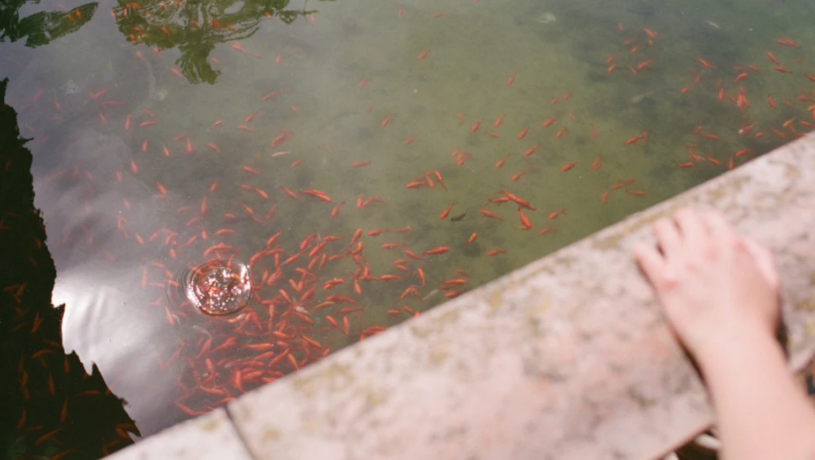 Large school of small red fish swimming in murky green water viewed from above, with concrete edge and hand visible at frame edge.