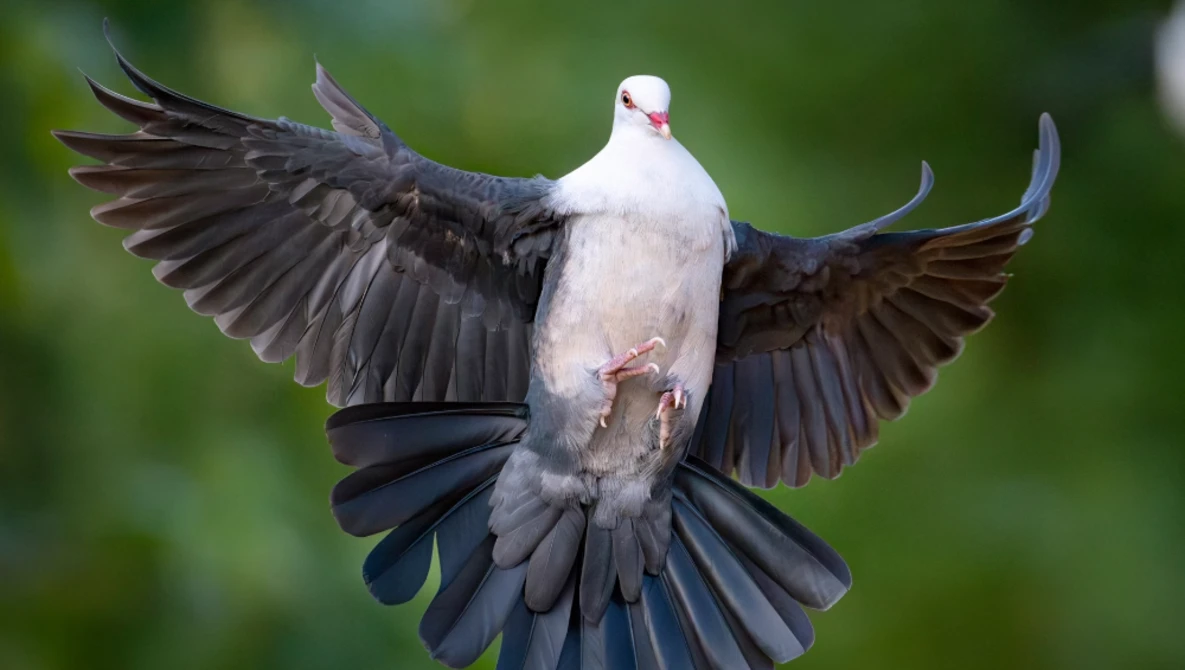 White dove in flight with wings spread wide against a blurred green background.