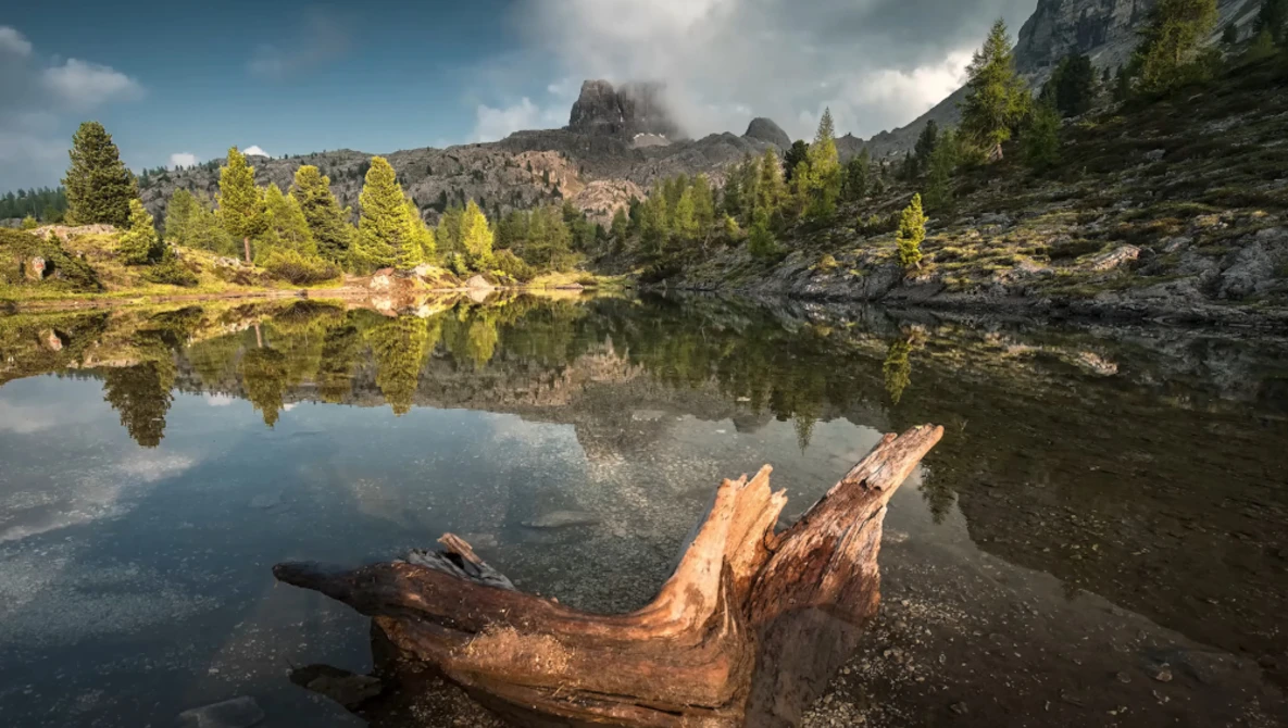 Fallen log in still alpine lake with forested mountains and rocky peaks reflected in water.