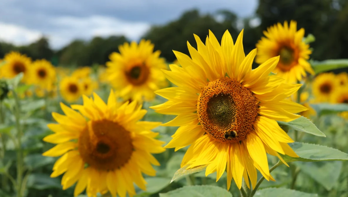 Bright sunflowers in full bloom fill the frame, with sharp focus on a central flower's yellow petals and dark seed head.
