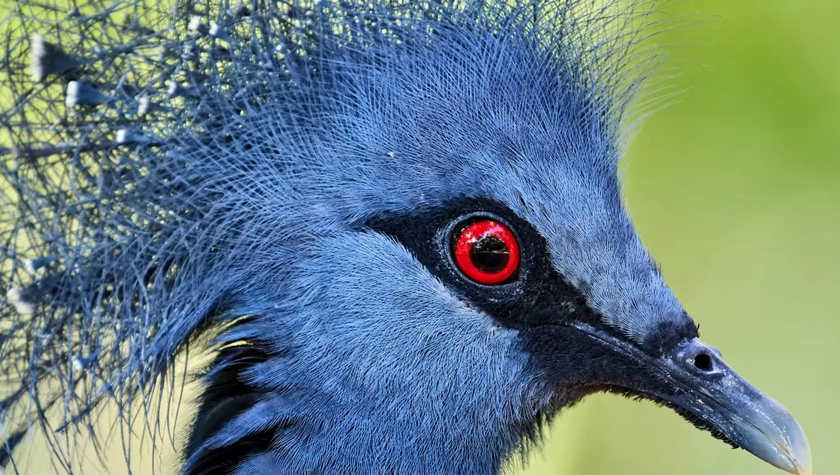 Close-up of a blue bird's head with striking red eye and black facial markings against blurred green background.