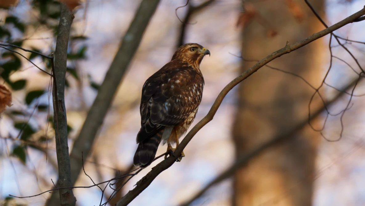 Brown and mottled hawk perched on a bare branch with blurred foliage in the background.