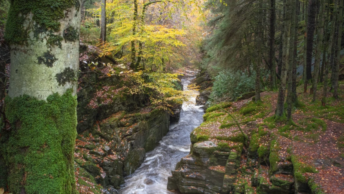 Narrow stream flowing through a moss-covered rocky gorge lined with tall evergreen trees and golden autumn foliage.