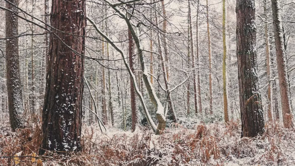 Snow-dusted forest with bare deciduous trees and brown leaf-covered ground in winter.